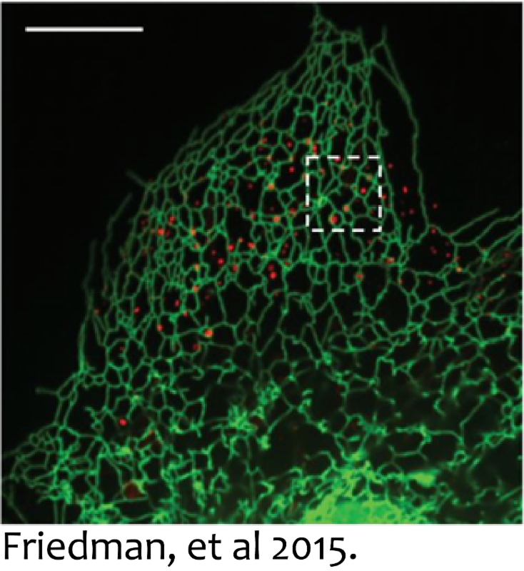 Fluorescence imaging of endosomes and endoplasmic reticulum